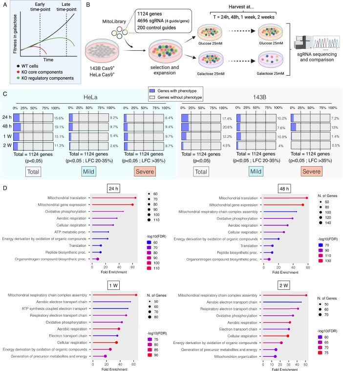 Two genes with unclear characteristics, RTN4IP1 and ECHS1, were screened out using the custom-developed mito library based on galactose for CRISPR screening. (OA Literature)